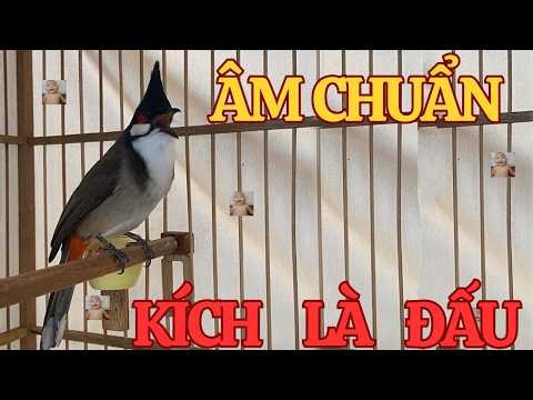 Chào Mào Kích Bổi Lên Lửa!.. Luyện Chào Mào Hót Đấu - Chào Mào Kích Trống Hót Căng Lửa. chào mào đấu