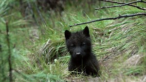 Nature - Wolf Pups Right Off the Trail - Twin Cities PBS