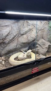 126K views · 3.4K reactions | ⚠️Educational purpose- Albino western diamondback rattlesnake feeding. Watch how fast the venom disables the rodent. Nature is amazing! #Viper #venomoussnakes #naturelovers #reptiles | Rich UrbanVenom | Facebook