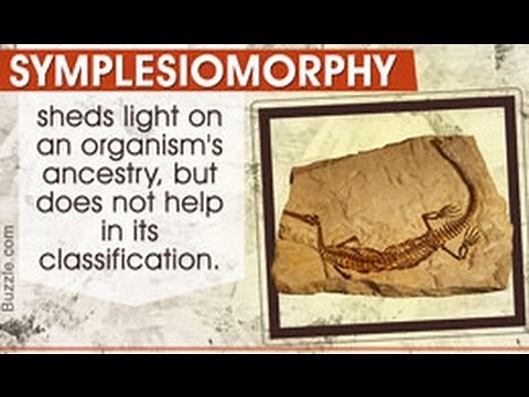 Explanation of Symplesiomorphy in Biology