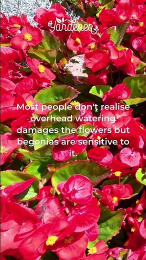 Never Water Begonias This Way Again #gardeningtips #plantcare #gardening