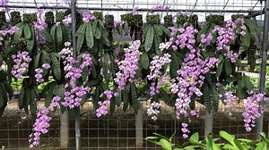 18K views · 1.1K reactions | ORCHID FACTS The Phalaenopsis...