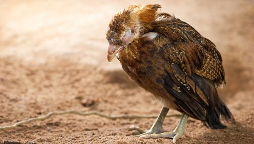 Necrotic Enteritis in Chickens: A Complete Overview of Enteritis in Poultry