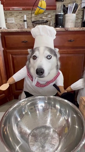 Pumpkin Dog Treat Recipe 🎃 | Zoetis Pet Care