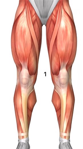 Ly mental 🧠 on Instagram: "Info du muscle: Ces deux muscles font partie du quadriceps fémoral, un groupe de quatre muscles qui est le plus volumineux du corps humain et essentiel pour l’extension du genou et le maintien de la station debout. #Fitness #motivational"
