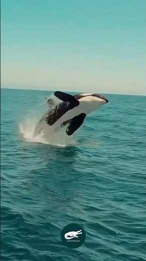 Orca 🖤⚪ The Ocean’s Apex Predator