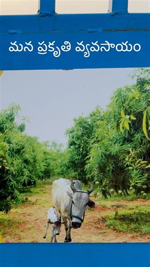 మా ఫామ్ పేరు మన ప్రకృతి వ్యవసాయం #madhuvanam #farm#naturalfarming #gomatha #cow #shorts