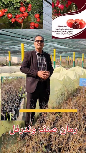 رمان صنف وندرفل الأمريكي #هام #جدا بأسعار مدعومة في محطات البستنة بالعراق 🇮🇶 محطة بستنة المحاويل سعر الشتلة ب 750 دينار عراقي فقط البيع جملة ومفرد لا يوجد توصيل والبيع في أوقات الدوام الرسمي العراق 🇮🇶 بابل/المحاويل محطة بستنة المحاويل التفاصيل الكاملة بقناتنا باليوتيوب https://youtube.com/@plant_world_iq?si=RivCjEmW3cZ9a9m4 عالم الزراعة والنباتات المنزلية اول قناة زراعية عراقية حاصلة على درع اليوتيوب والمحتوى التشجيع على الزراعة مع الاستاذ Qasim Alkhazraji تحياتي ابو عبد الرحمن | Ha Ibm