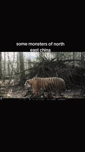 Explore the Majestic Chinese Siberian Tigers