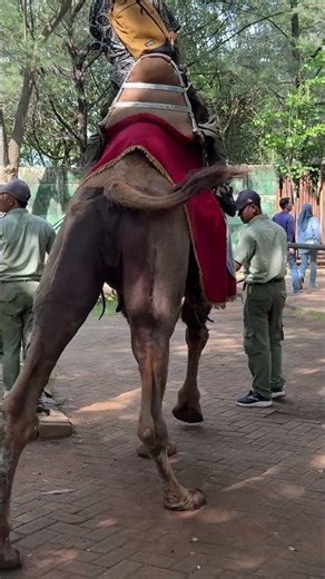 Jumbo camel riding #youtubeshorts #camel #fun #animals #cute #animals #funny