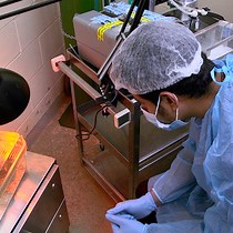 Video: Left Coronary Artery Ligation: A Surgical Murine Model of Myocardial Infarction