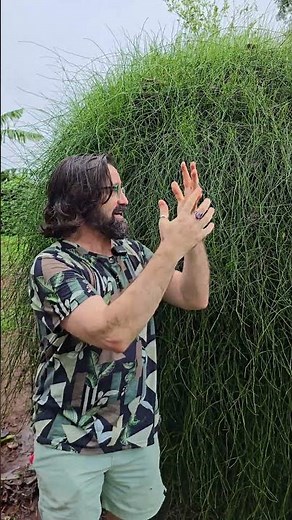 MACARRÃO VINE - VERY RARE IN CULTURE - Ephedra tweediana - Plants