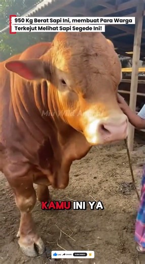 😳950Kg! Sedikit lagi Berat Mencukupi 1 TON dan Siap Di Jual #sapi #cow #animals #kurban #sapijumbo