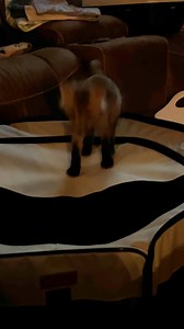 779K views · 10K reactions | Woodside Wildlife Rescue on Reels | Facebook