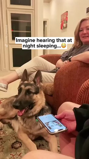 How-el from the other siiiide 🥰 (@ohlordy_its_cordy ) #adele #germanshepherd #dogsoftiktok