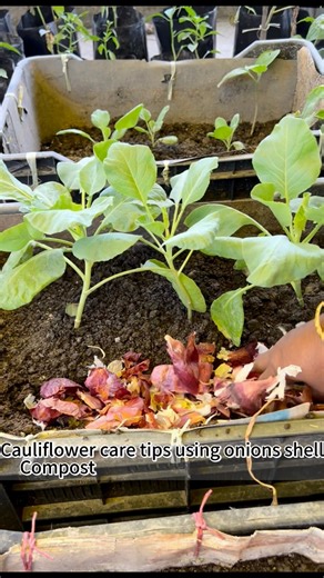 Cauliflower care tips using onions shell as compost #cauliflower #gardening #rooftopgarden #garden