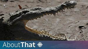 The crocodile 'virgin birth', explained | About That - The Global Herald