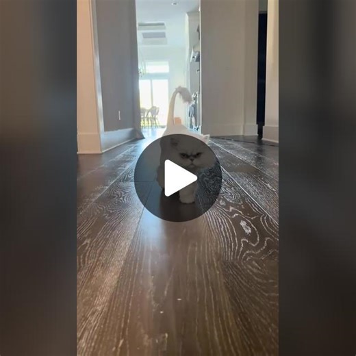 @DirtyMike&DaBoyz Mike made this with Cloud. Follow him for more Cloud! #cat #popularmmos #foryou #4u