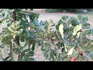 Burr Oak Concordia Hybrid