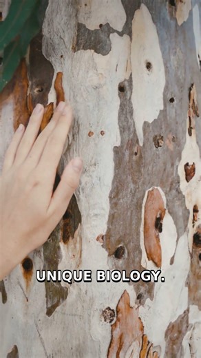 Exploding Eucalyptus: Nature's Self-Igniting Trees #Shorts