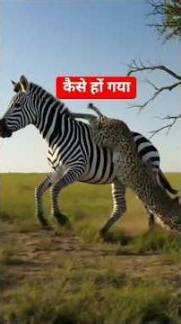 Zebra ki Speed ne Cheetah ko Pachhad Diya! 😱🔥#shorts #animals #wildlife