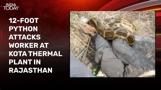 Watch: 12-foot python attacks man, wraps around his leg in Rajasthan's Kota
