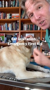 Dog Ear Laceration First Aid #dogemergency911 #petfirstaid #firstaid #dogfirstaid | Daily Pet Tips