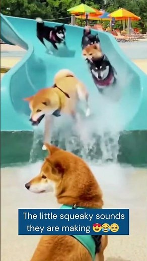 Dogs Sliding Down a Water Slide Into a Splash Pool