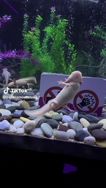 Aprendiendo a Bailar Cumbia con Pepo