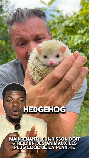 Hedgehog are one of the coolest animals on planet earth 😱#animals #wildlife