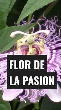 La PASIFLORA o Flor de la Pasion y Sus increibles Usos Medicinales.
