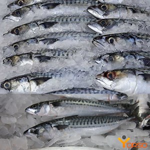 Frozen Atlantic Mackerel Fish From Norway