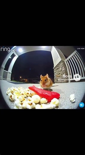 freaking mouse starts eating this swedish fish #sora #shorts #ai