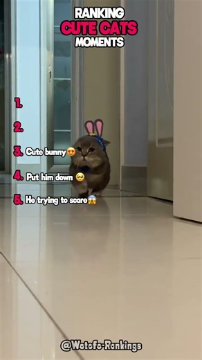 RANKING CUTE CATS MOMENTS 😍❤️