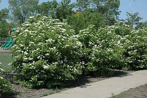 Viburnum trilobum - Alchetron, The Free Social Encyclopedia