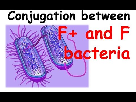 Conjugation between hfr and f bacteria