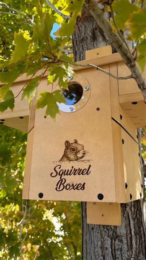 Squirrel Boxes on Instagram: "To look inside the world of squirrels is to open a door that most people never step through, a place that often goes unseen and unnoticed. Even a brief glimpse can change how they are viewed, bringing familiarity and warmth to lives that are so often misunderstood or overlooked. The quiet moments, the routines, and the bonds they share all carry a depth that is easy to miss unless you slow down long enough to truly see them. The joy they bring into my life each day
