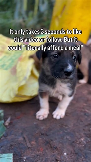 #puppies #puppylovers | Rocky Animal Rescue