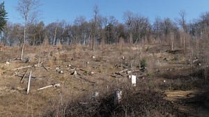 Brände, Stürme, Borkenkäfer: Neue Studie berechnet mit KI-Modell die Klimafolgen für Wald