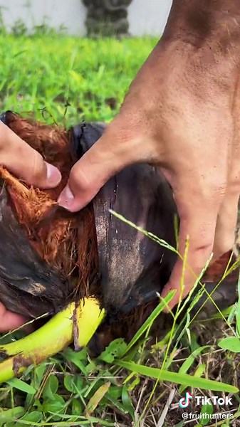 Sprouted Coconut ASMR 🔊 #coco #sproutedcoco #food #eating #comiendo #asmr