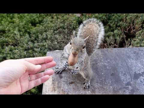 I'm so happy to see this squirrel again