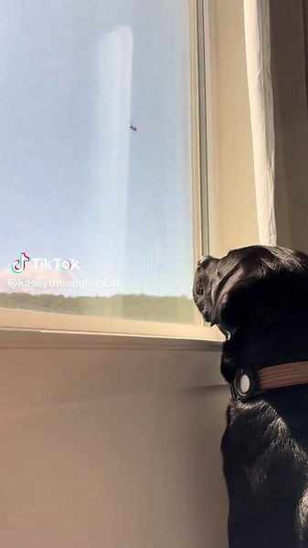 Crouton: The Unyielding Protector of the Family