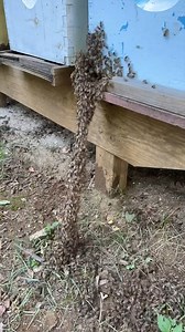Timelapse of Bees Using a Bee Ladder #Bees #HoneyBees #Beehive #Beekeeper | Jon Peters Art & Home
