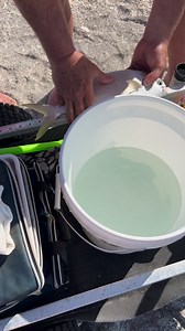 Pompano aka Jack #cootslures #letsgofishing #florida #fishing #htenterprises #vexanfishing | Coots Lures