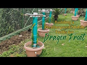 Building a Weatherproof & Mobile Dragon Fruit Trellis
