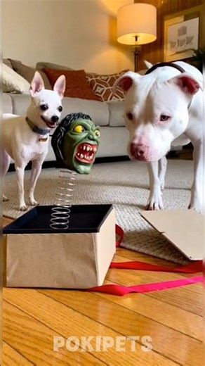 Th pitbull really trusted the gift 💀🐶