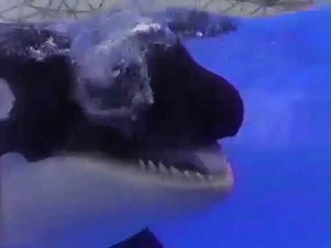 SeaWorld Celebration - Shamu