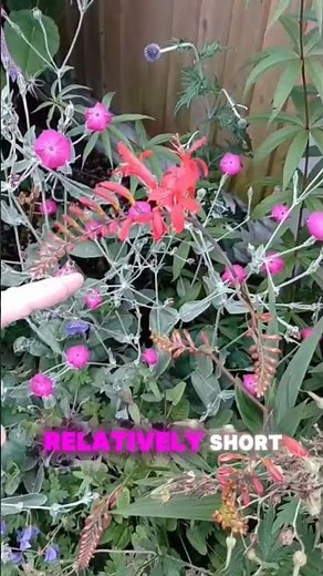 Crocosmia 'Luficer' | Tall Hardy Perennials to Grow in Sun | Gardening Tips and Inspiration
