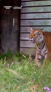 5.1K views · 431 reactions | Lions and tigers might be apex predators, but there are many predators at the Zoo that are even more successful hunters. Tigers are actually only successful catching their prey in 10% of hunts! Our #FiveFacts series is created in partnership with Liontrust Heroes 女 #LondonZoo #AnimalFacts #animalsofinstagram | London Zoo | Facebook