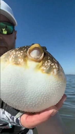 Exploring the Hidden Dangers: How Pufferfish Can Pose Risks to Humans #pufferfish #facts #dangerous